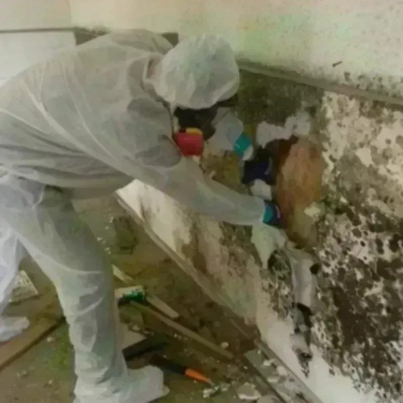 Mold Remediation and Removal in Ross, OH